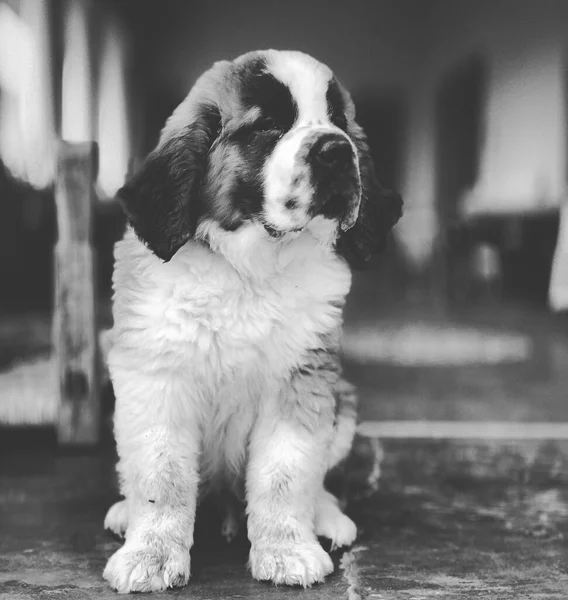 Uma Foto Tons Cinza Adorável Cachorrinho São Bernardo — Fotografia de Stock