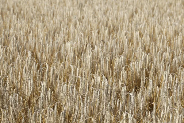 Pšeničné Pole Dolním Sasku Německo — Stock fotografie