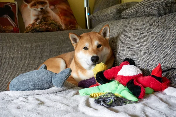 Nahaufnahme Eines Shiba Inu Hundes Der Auf Der Couch Liegt — Stockfoto