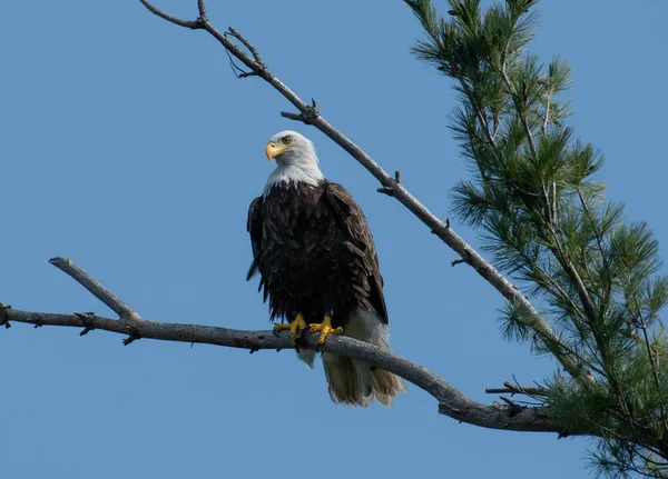 Eine Schöne Aufnahme Eines Adlers Auf Einem Ast Eines Baumes — Stockfoto