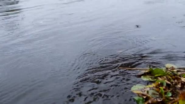 Σταγόνες Νερού Στη Λίμνη Φόντο — Αρχείο Βίντεο