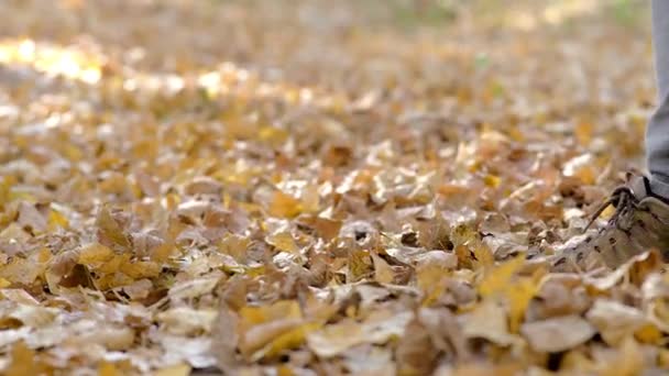 Ett Landskap Höstskog Med Gula Blad — Stockvideo