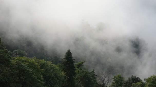 Όμορφο Τοπίο Φθινόπωρο Ομίχλη Χλωρίδα Της Φύσης — Αρχείο Βίντεο
