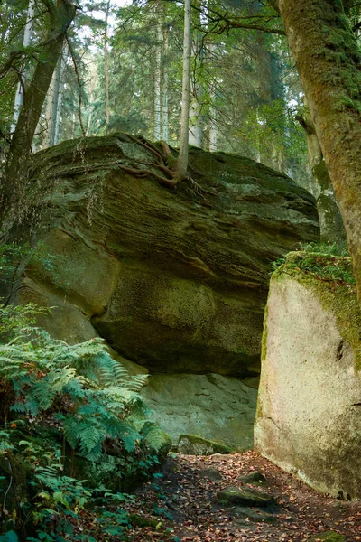 Tiro Vertical Uma Rocha Enorme Floresta Luxemburgo — Fotografia de Stock