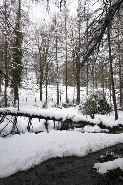 Μια Όμορφη Φωτογραφία Του Δάσους Κατά Διάρκεια Της Ημέρας Χειμώνα — Φωτογραφία Αρχείου
