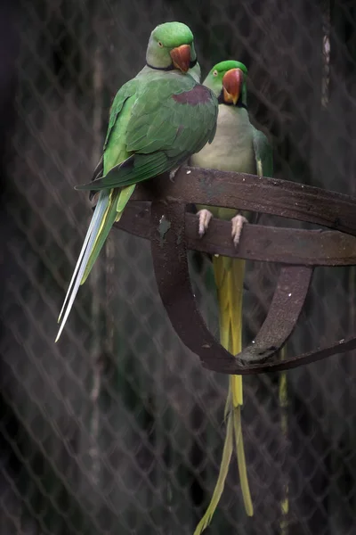 Tiro Ângulo Baixo Bonito Colorido Indian Ringneck Parakeet Dentro Gaiola — Fotografia de Stock