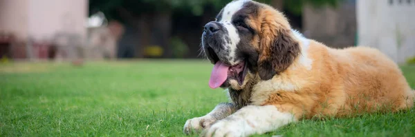 Cliché Panoramique Adorable Saint Bernard Sur Terrain — Photo