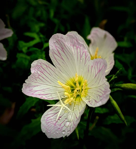 Closeup Shot Beautiful Flowers Garden Day — Stock Photo, Image