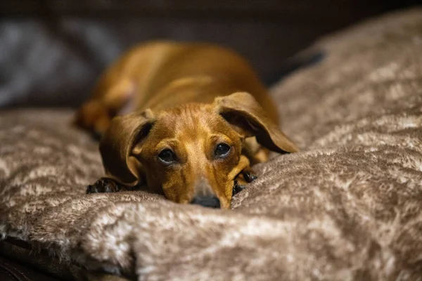 Ένα Αξιολάτρευτο Σκυλί Ράτσα Dachshund Στηρίζεται Ένα Μαλακό Καναπέ — Φωτογραφία Αρχείου