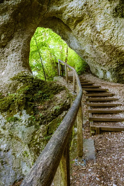 Tiro Vertical Uma Passarela Com Degraus Uma Floresta Cercada Por — Fotografia de Stock