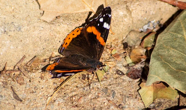 Zbliżenie Ujęcie Pięknego Czarnego Pomarańczowego Motyla — Zdjęcie stockowe