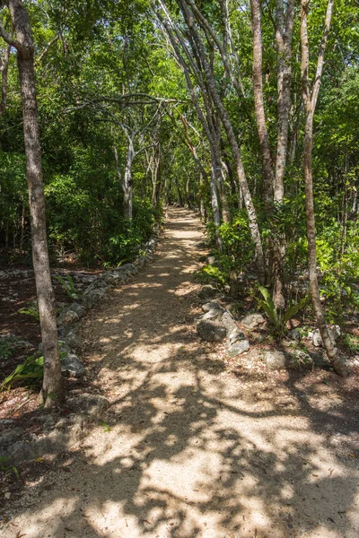 Plan Vertical Beau Sentier Dans Une Forêt Plein Jour — Photo