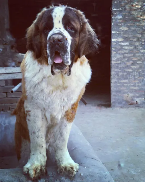 Tiro Vertical Adorável Cão São Bernardo Livre — Fotografia de Stock