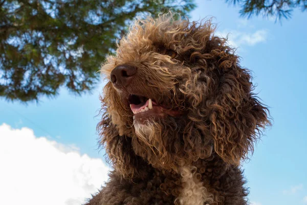 Closeup Shot Brown Dog Clear Skies Background — Stock Photo, Image