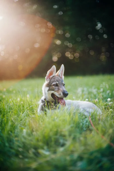 Ein Vertikales Porträt Eines Wolfhundes Der Gras Auf Einem Schönen — Stockfoto