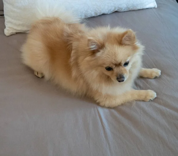 High Angle Shot Cute Brown Pomeranian Spitz Lying Bed — Stock Photo, Image