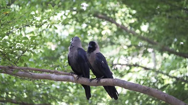 Par Cuervos Banggai Posados Una Rama — Foto de Stock