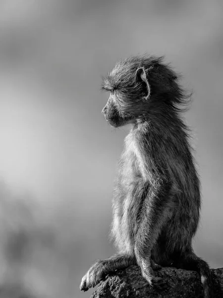 Retrato Preto Branco Belo Macaco Arunachal Com Fundo Borrado Vista — Fotografia de Stock