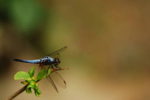 Una Toma Selectiva Enfoque Una Libélula Posada Una Planta — Foto de Stock