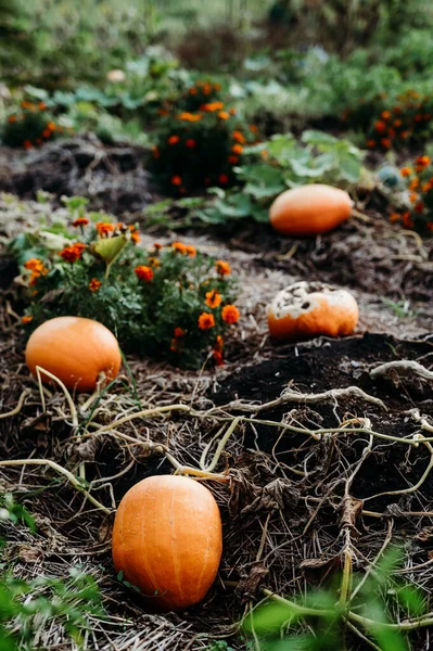 Primer Plano Vertical Calabazas Creciendo Suelo Cerca Del Arbusto Flores — Foto de Stock