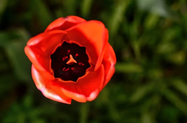 Makroaufnahme Einer Roten Tulpe Fotografiert Von Oben — Stockfoto