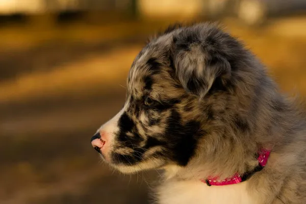 Een Close Van Een Blue Merle Border Collie Puppy Australië — Stockfoto