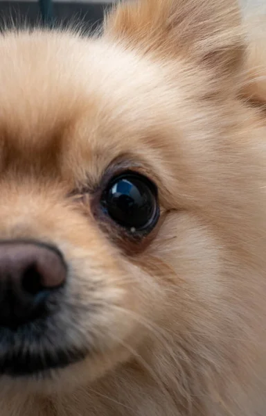 Vertical Shot Cute Brown Pomeranian Spitz Face — Stock Photo, Image