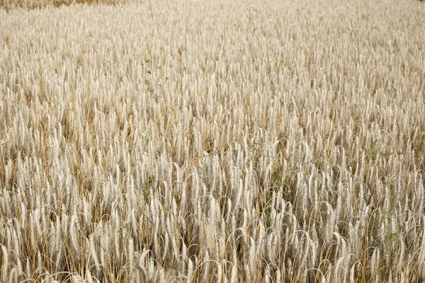 Een Tarweveld Nedersaksen Duitsland — Stockfoto