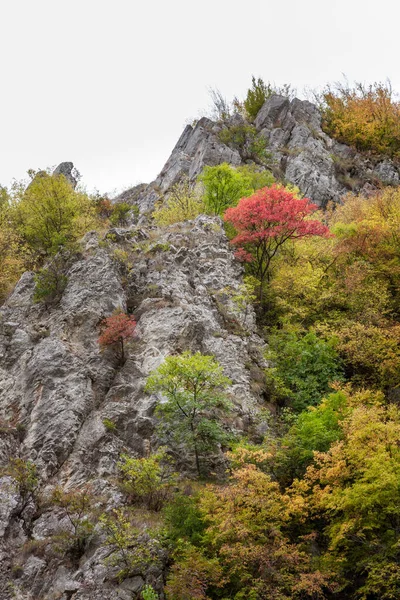 グラダシュカ川 ピロト セルビアの峡谷の岩の崖の上の秋の木々の素晴らしい鮮やかな色 — ストック写真