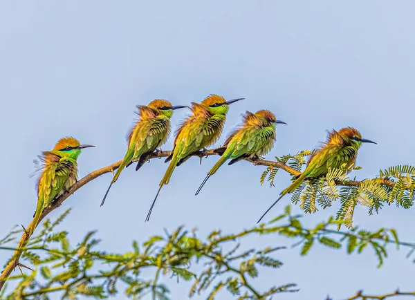 Comedores Abelhas Verdes Descansando Uma Árvore — Fotografia de Stock