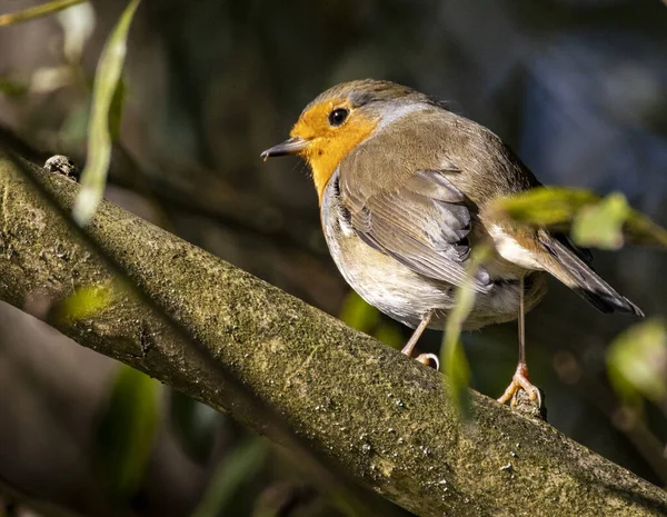 Foco Seletivo Belo Pequeno Pássaro Robin Uma Árvore Com Fundo — Fotografia de Stock