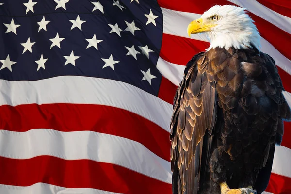 Macro Disparo Del Águila Bandera Los Estados Unidos Fondo —  Fotos de Stock