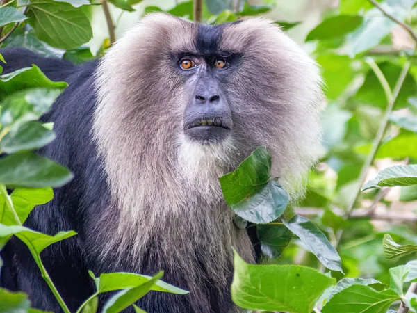 Een Leeuwenstaart Makaak National Zoölogical Park New Delhi India — Stockfoto