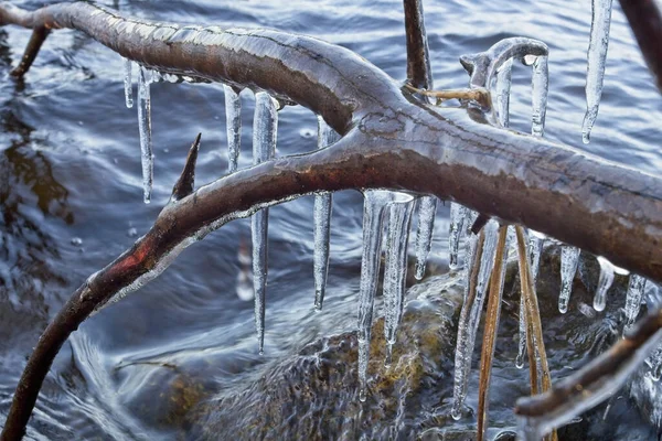 芬兰树枝上挂着的冰柱的选择性焦点 — 图库照片