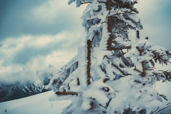 Національний Парк Банф Канада Сніжний Зимовий День — стокове фото