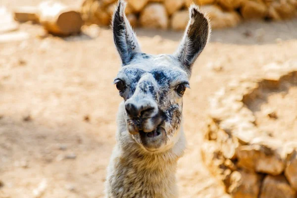 Seletivo Retrato Lama Engraçado — Fotografia de Stock