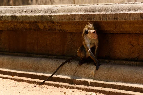 Ein Makak Unter Einer Mauer Sri Lanka — Stockfoto