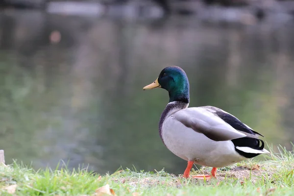 Closeup Shot Mallard Duck Side Pond Halifax Germany — Stock Photo, Image