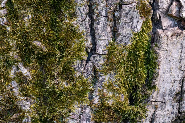在阳光下 树皮上的绿色苔藓特写 — 图库照片