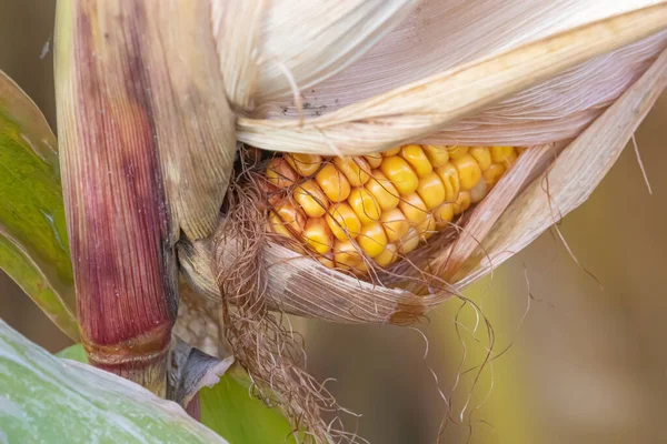 Egy Közeli Kukoricát Mezőn Egy Napsütéses Napon — Stock Fotó