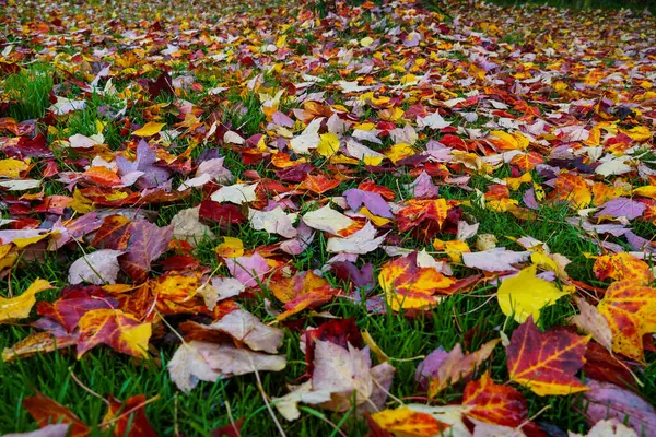 Een Grasland Met Kleurrijke Herfstbladeren — Stockfoto