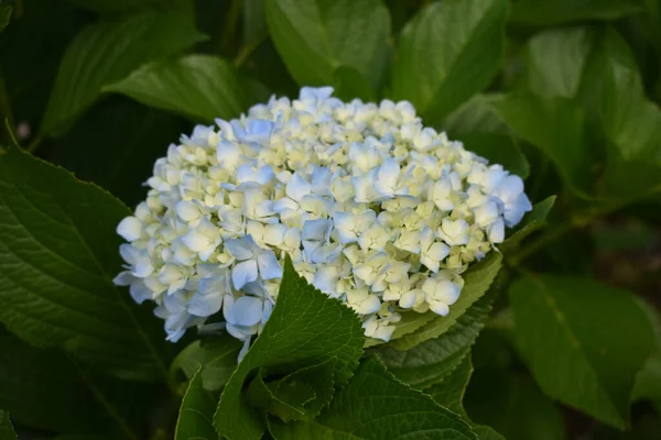 Mavi Sarı Ortanca Çiçeklerinin Yakın Çekimi — Stok fotoğraf