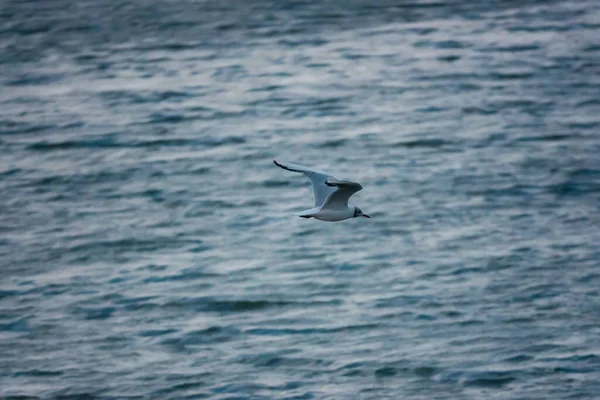 Una Gaviota Volando Sobre Océano — Foto de Stock