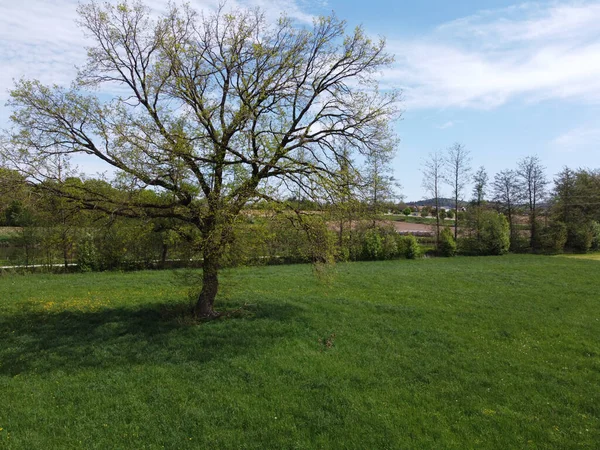 Een Grasveld Met Bomen Struiken Achtergrond — Stockfoto