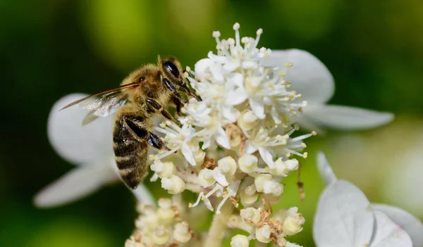 Makro Ujęcie Pszczoły Pijącej Nektar Białego Kwiatu — Zdjęcie stockowe