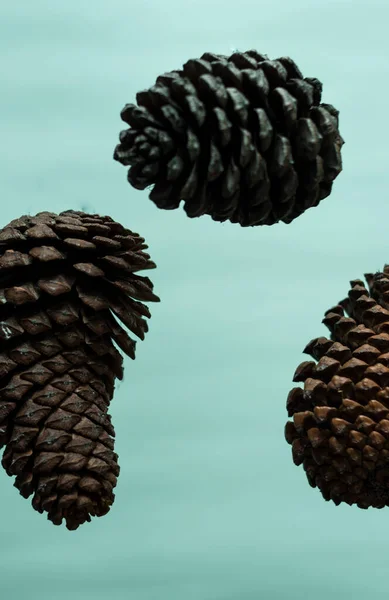 Een Close Shot Van Een Stelletje Kegels Geïsoleerd Een Blauwe — Stockfoto