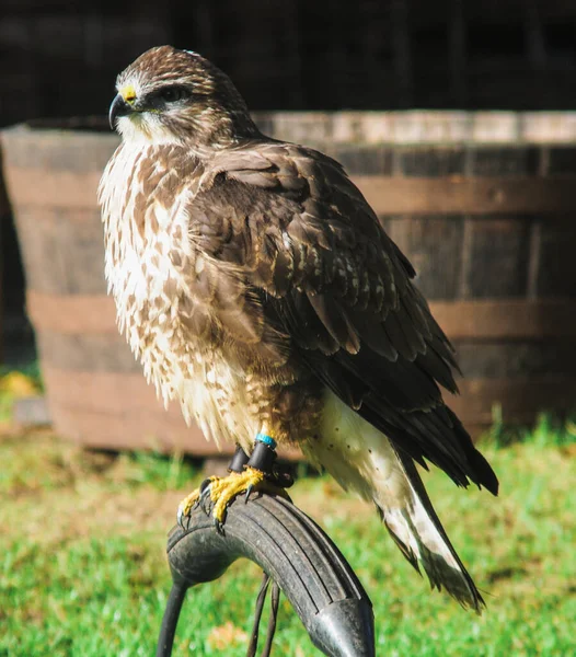 Een Verticaal Schot Van Een Hoge Buizerd Zon — Stockfoto