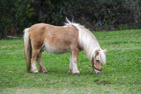 Een Wit Bruin Boulonnais Paard Grazen Het Veld — Stockfoto