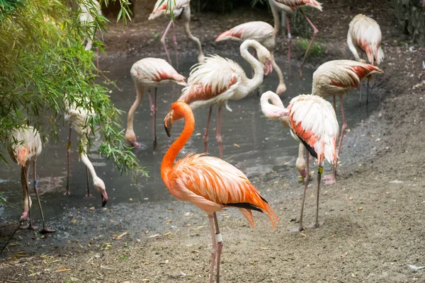 Een Groep Flamingo Bij Een Meer — Stockfoto