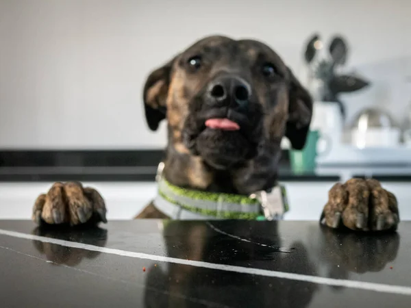 Egy Közeli Felvétel Catahoula Leopárd Kutyájáról Amint Asztalra Néz — Stock Fotó